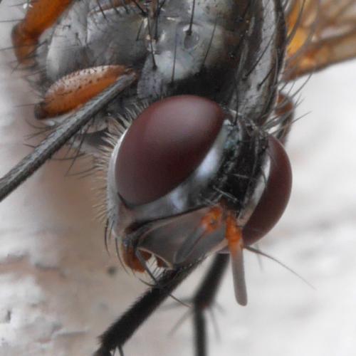 Réf. 287 712 : Mintho rufiventris
